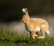 Golden Hare (Tom McDonnell)